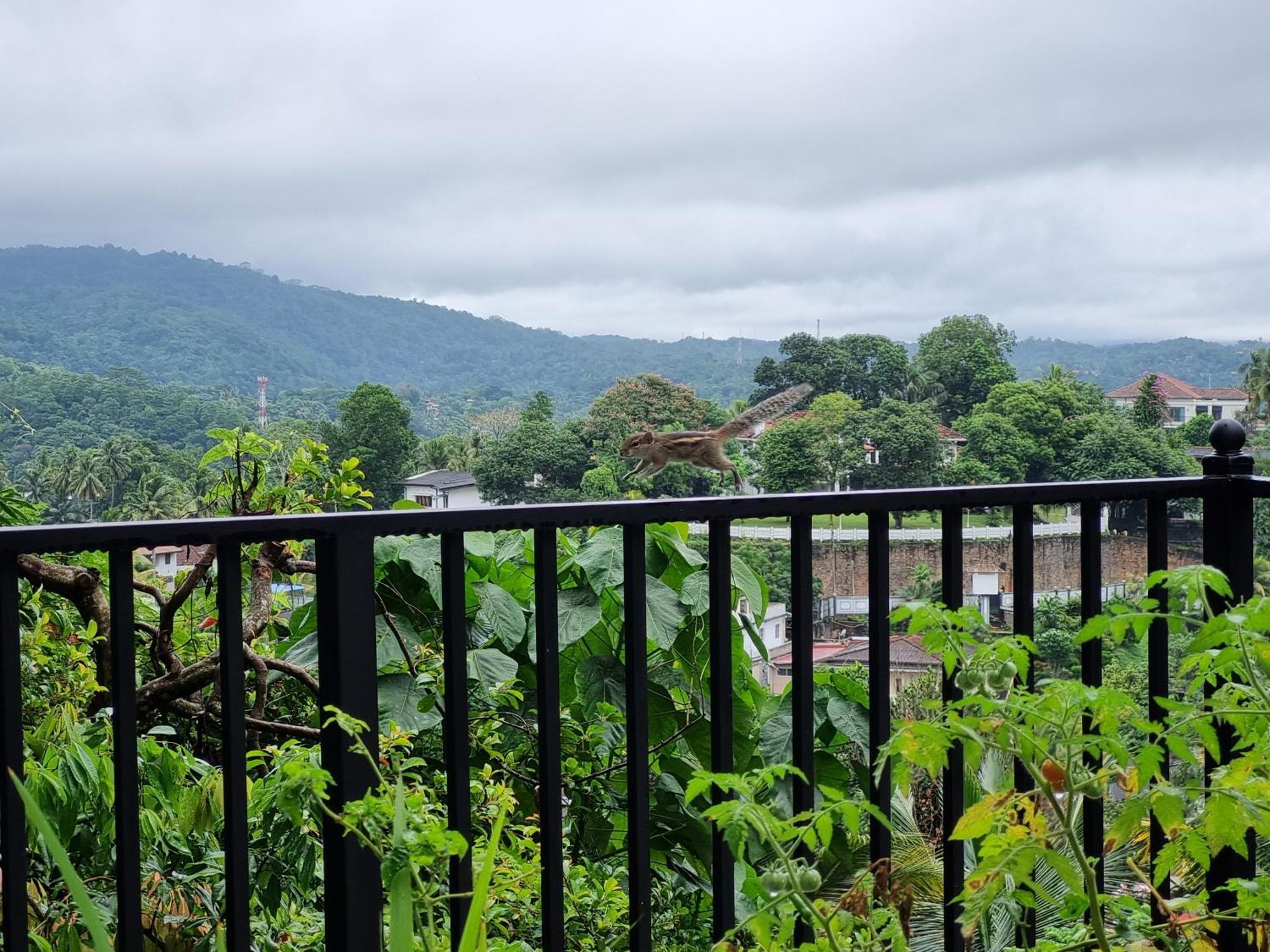 Hotel Squirrel'S Nest Kandy Exterior foto