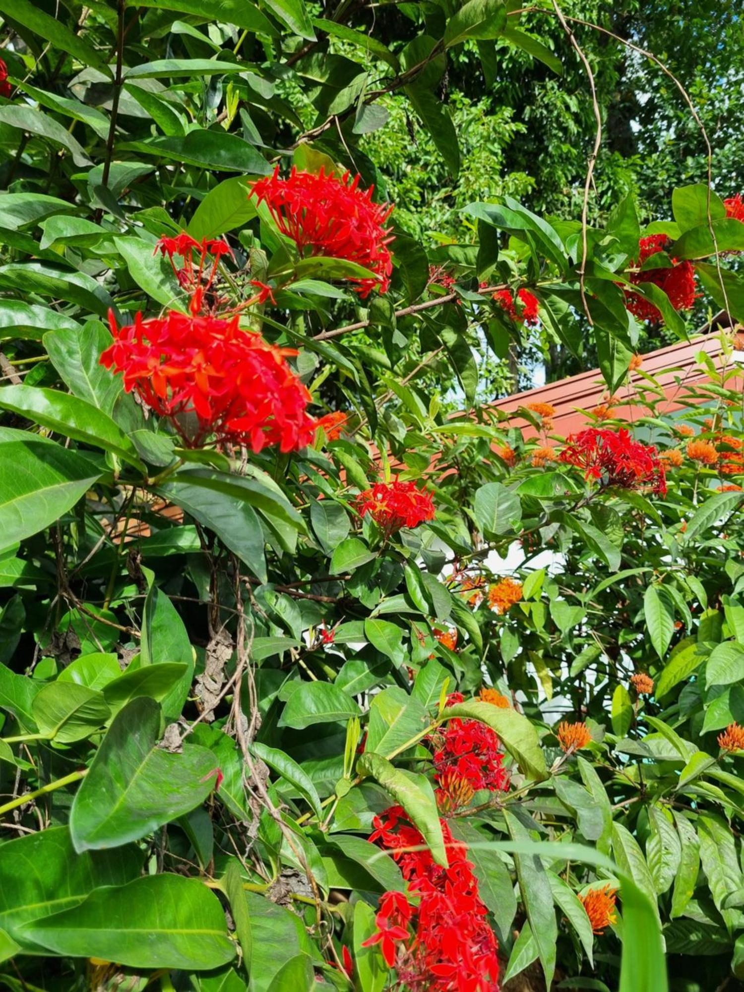 Hotel Squirrel'S Nest Kandy Exterior foto
