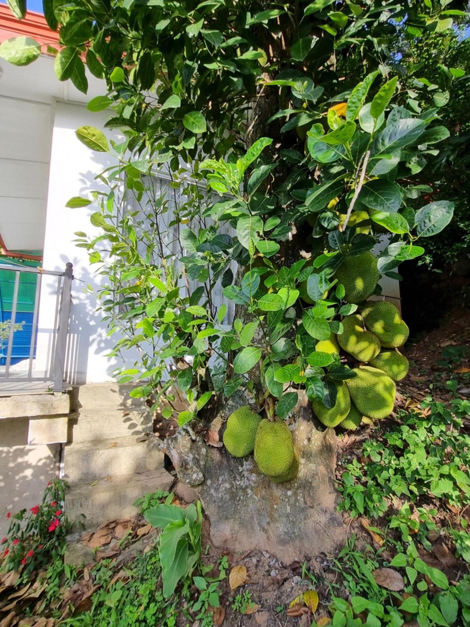 Hotel Squirrel'S Nest Kandy Exterior foto